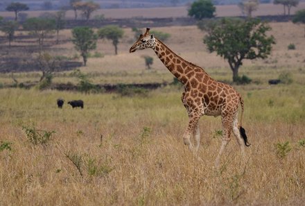  Uganda Familienurlaub - Uganda Family & Teens - Giraffe im Lake Mburo Nationalpark 