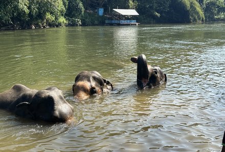 Thailand Familienreise mit Kindern - Thailand for family individuell - Elefanten baden im Wasser