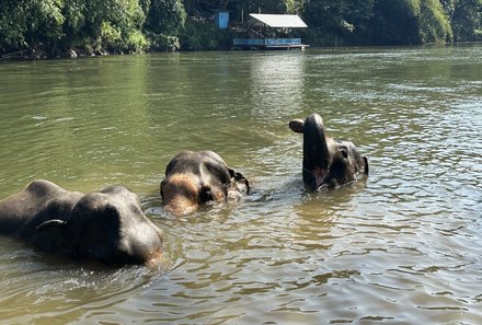 Thailand mit Kindern - Thailand for family - Elefant im Wasser