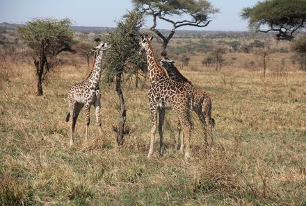 Tansania Familienreise - Tansania for family individuell deluxe - Giraffen im Ngorongoro Krater