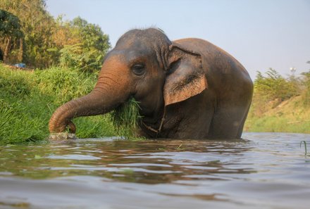 Thailand Familienreise mit Kindern - Thailand for family individuell - Großer Elefant