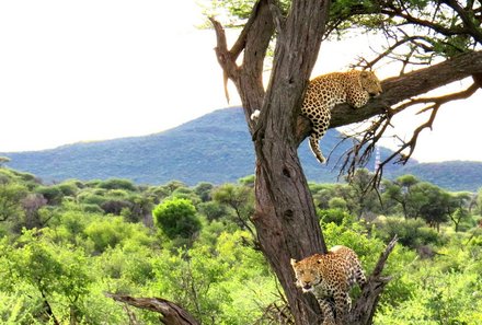 Namibia Deluxe Familienreise -  Okonjima Plains Camp - Leoparden im Baum