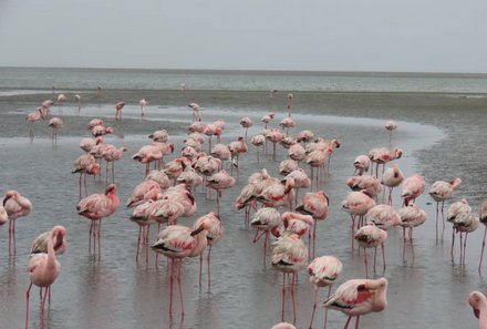 Namibia Familienreise im 4x4 Mietwagen mit Dachzelt - Swakopmund - Flamingos