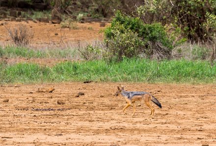 Kenia Familienreise - Kenia for family individuell deluxe - Safari im Tsavo West Nationalpark - Schakal