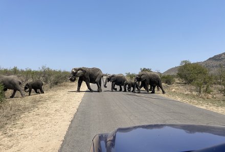 Südafrika Familienreise - Südafrika for family - Pirschfahrt Krüger Nationalpark - Elefanten überqueren Straße