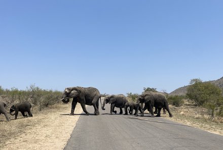Südafrika Familienreise - Südafrika Family & Teens - Krüger Nationalpark - Elefanten
