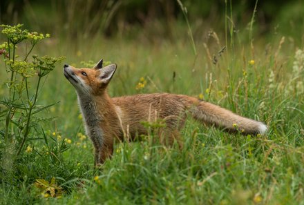 Estland Familienreise - Estland for family - Rotfuchs