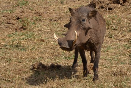 Kenia Familienreise - Kenia Family & Teens - Pirschfahrt im Tsavo Ost Nationalpark - Warzenschwein