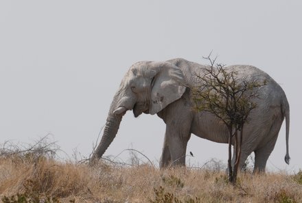 Namibia Familienreise - Namibia for family individuell - Straße zum Etosha - Elefant