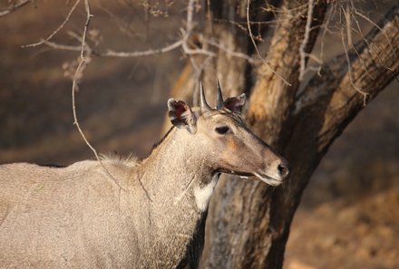 Indien for family - Indien Familienreise - Safari im Ranthambore Nationalpark - Nilgauantilope