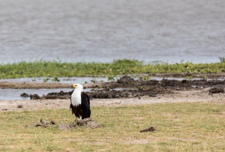 Kenia Familienreise - Kenia for family individuell - Best of Safari & Chale Island - Safari im Amboseli Nationalpark - Adler