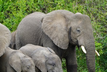 Uganda Familienurlaub - Uganda Family & Teens - Elefantenfamilie