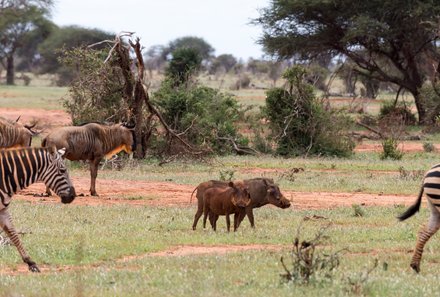 Kenia Familienreise - Kenia Family & Teens - Pirschfahrt im Tsavo Ost Nationalpark - Zebras und Warzenschwein