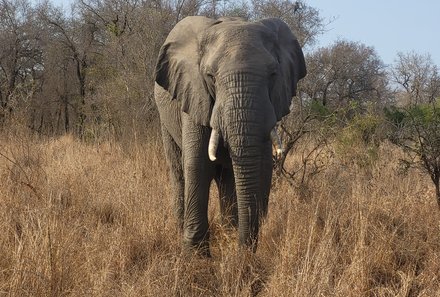 Südafrika Familienreise - Südafrika Family & Teens - Krüger Nationalpark - Elefant im Gras