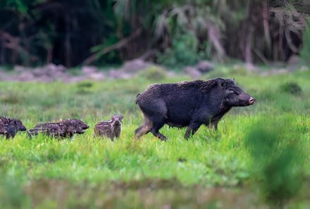 Vietnam Familienreise - Vietnam for family - Nam Cat Nationalpark - Wildschweine