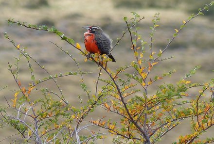 Patagonien Family & Teens - Punta Arenas - Vogel in der Natur