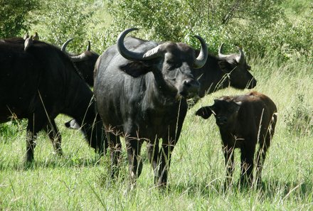 Kenia Familienreise - Kenia for family individuell - Büffel