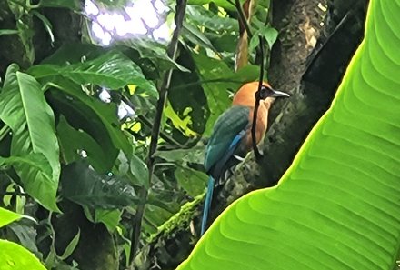 Familienurlaub Costa Rica - Costa Rica Abenteuer Regenwald und Pazifik - Ecocentro Danaus - Vogel