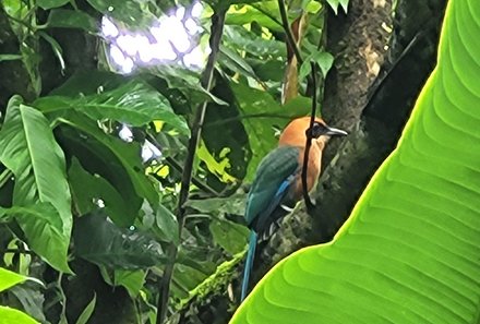 Familienurlaub Costa Rica - Costa Rica Abenteuer Regenwald und Karibik - Ecocentro Danaus - Vogel