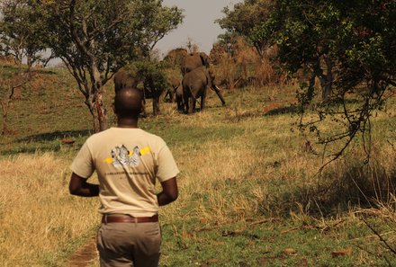 Serengeti mit Kindern individuell - Best of Familiensafari Serengeti - Grumeti Area - Landschaft - Guide und Elefanten