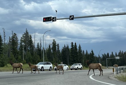 Westkanada Camping for family - Rocky Mountains mit Kindern - Tiere auf dem Weg nach Jasper