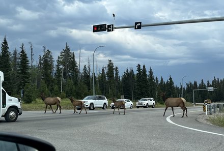 Westkanada for family - Familienurlaub Kanada - Tiere auf den Straßen