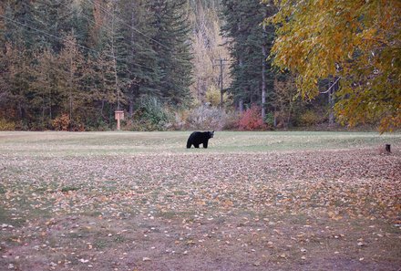 Westkanada Camping for family - Rocky Mountains mit Kindern - Park