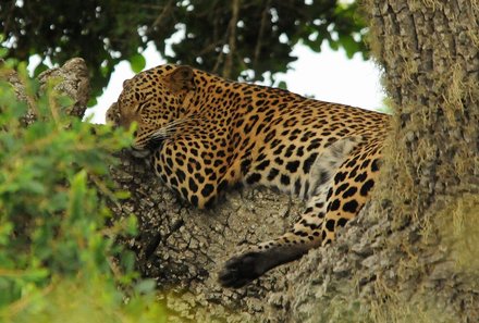 Sri Lanka for family individuell - Sri Lanka Individualreise mit Kindern - Leopard im Baum