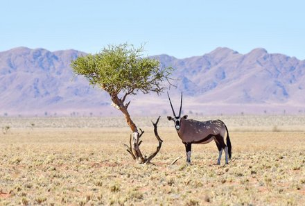 Namibia Deluxe Familienreise individuell - Sossusvlei - Tiere und Landschaft