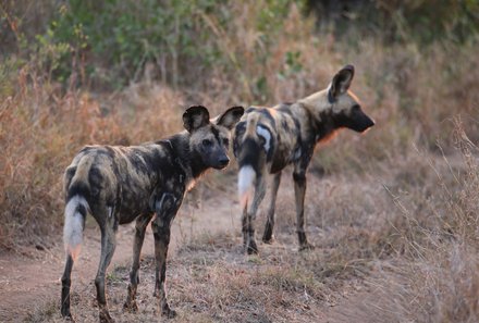 Familienreise Südafrika - Südafrika for family - Ausflug Krüger Nationalpark - Hyänen