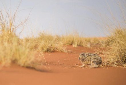 Namibia Deluxe Familienreise individuell - Sossusvlei - Living dunes experience