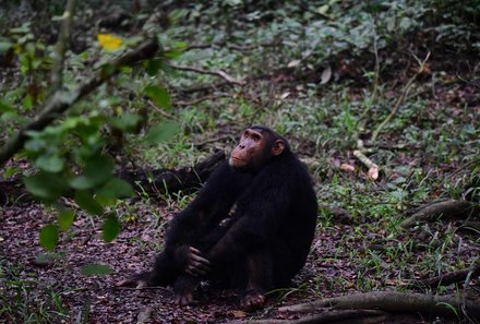 Uganda Familienurlaub - Uganda Family & Teens - Schimpanse auf dem Boden 