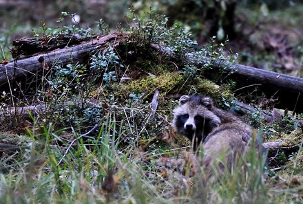 Estland Familienreise - Estland for family - Marderhund im Unterholz