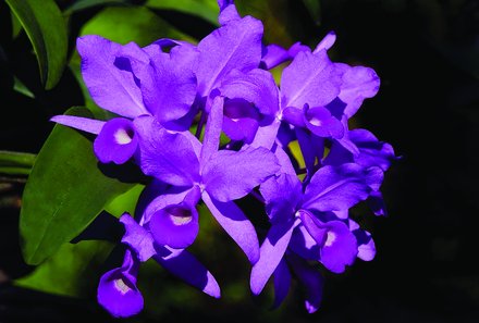 Familienurlaub Costa Rica - Traumhaftes Naturparadies - Orchidee