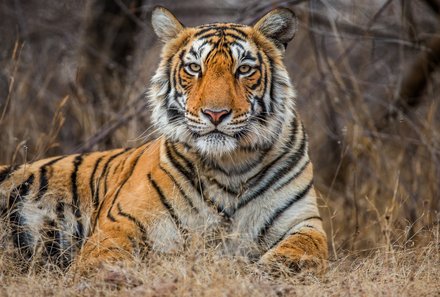 Indien for family - Indien Familienreise - Tiger liegt im Gras