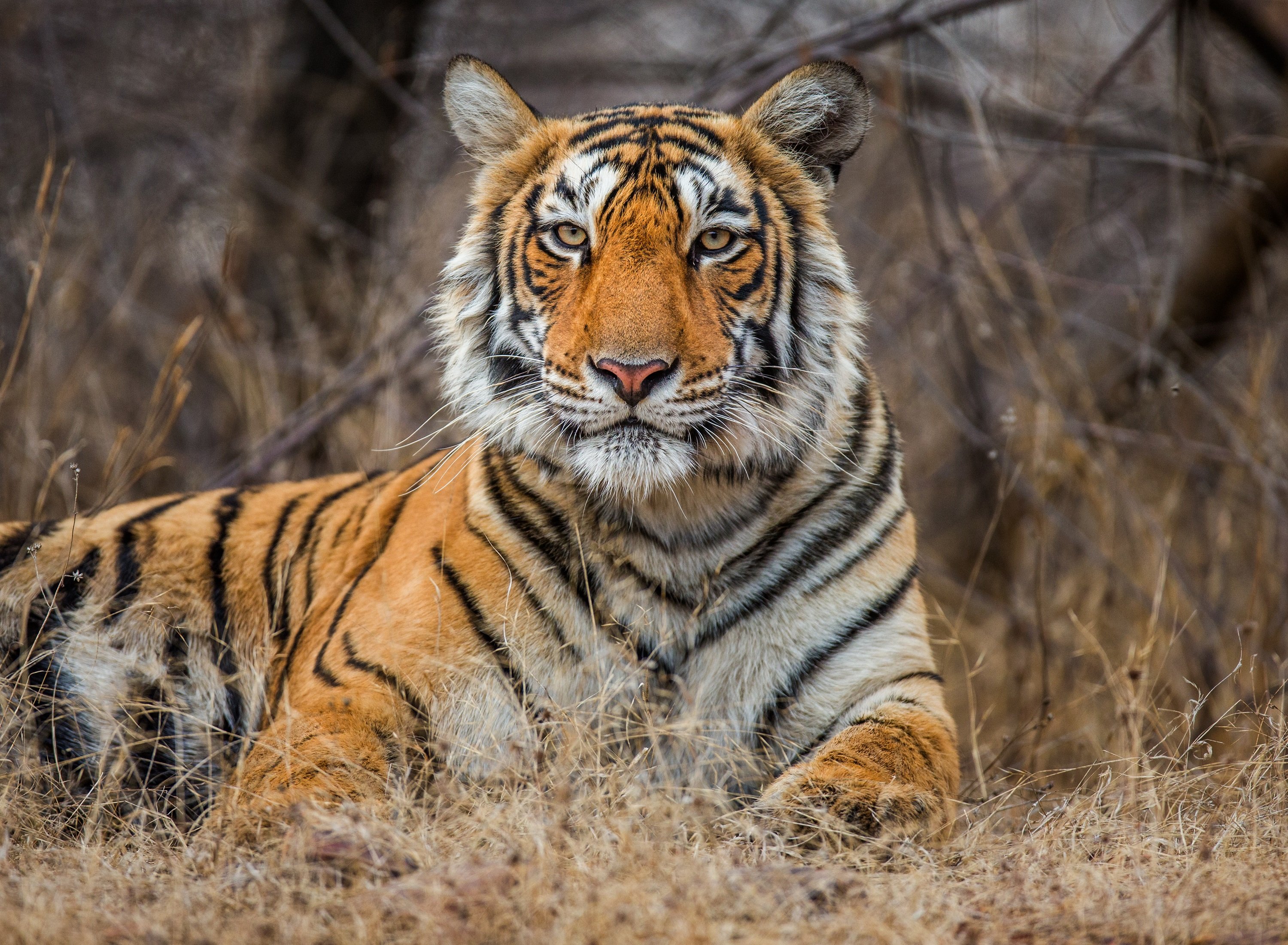 Reiseziele mit Kindern 2025 - Indien for family - Tiger