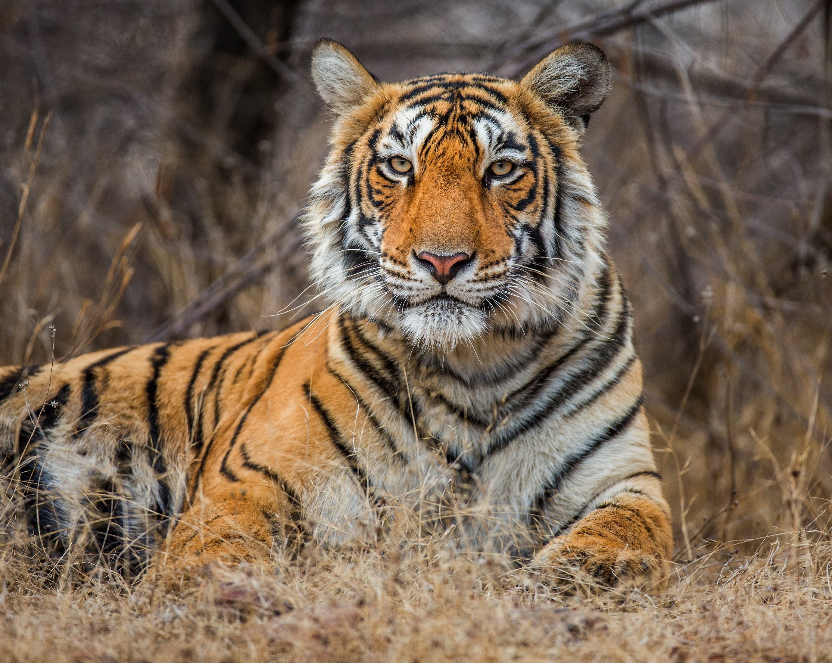 Rundreise Indien mit Kindern - Indien mit Kindern - Safari im Ranthambhore Nationalpark - Bengalischer Tiger