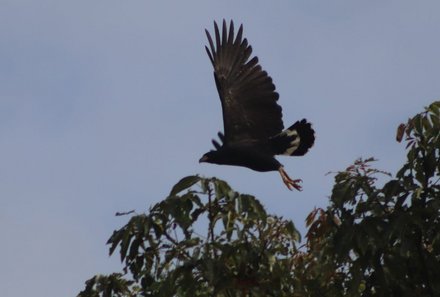 Peru Familienreise - Peru Family & Teens - Heliconia Lodge - Fliegender Vogel