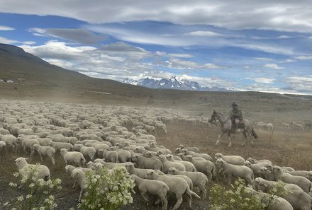 Patagonien mit Jugendlichen - Wandern mit Kindern in Argentinien und Chile - Schafsherde