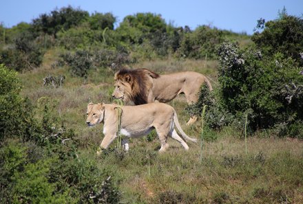 Familienreise Südafrika mit Kindern - Garden Route for family individuell deluxe - Löwen