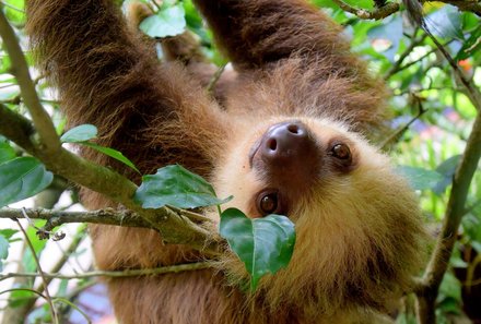 Panama mit Kindern - Panama Urlaub mit Kindern - Nationalpark Campana de Altos - Faultier