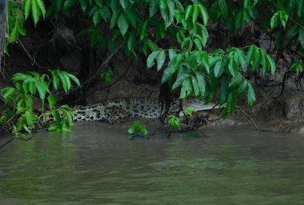 Malaysia for family individuell - Familienreise Malaysia & Borneo Rundreise - Krokodil