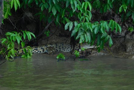 Malaysia mit Kindern - Malaysia Urlaub mit Kindern - Flusssafari Kinabatangan - Krokodil