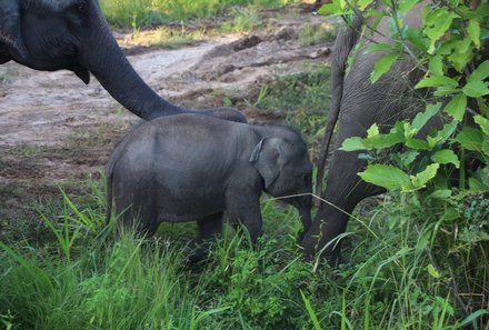 Sri Lanka mit Jugendlichen - Sri Lanka Summer Family & Teens - Elefantenbaby