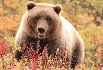 Westkanada Camping for family - Rocky Mountains mit Kindern - Braunbär 