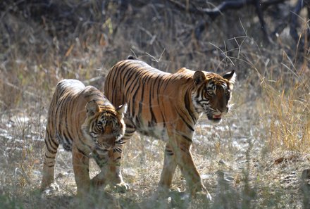 Rundreise Indien mit Kindern - Indien mit Kindern - Safaris - Tiger im Nationalpark