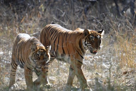 Indien for family - Indien Familienreise - Tiger im Ranthambhore Nationalpark