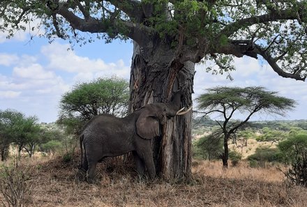 Familienreise Tansania - Tansania mit Teens - Elefant und riesiger Baum