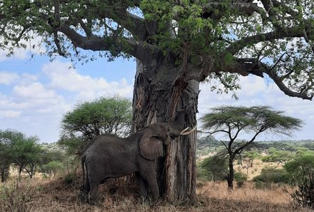 Tansania Familienreise - Tansania for family individuell - Familienabenteuer Tansania - Elefant unter einem Baum