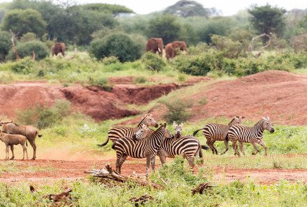 Kenia Familienreise - Kenia for family individuell deluxe - Fahrt zum Tsavo West NP - Zebras